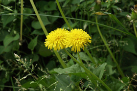 2007_p5133499