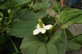 2007_p5133501