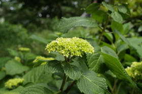 2007_p5133507