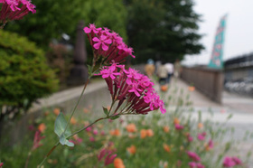 2007_p5133523