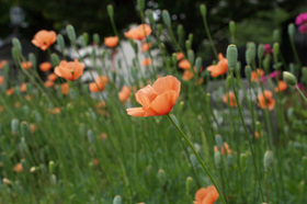2007_p5133527