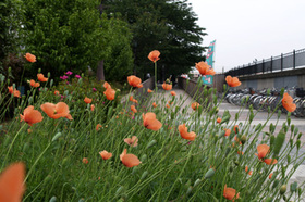 2007_p5133530