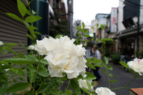 2007_p5133453