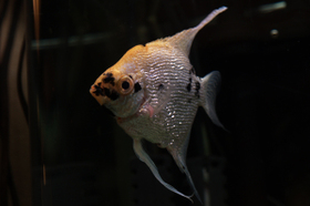 2007_p6177838
