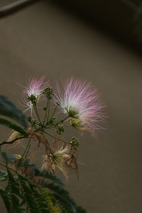 2007_p6308327