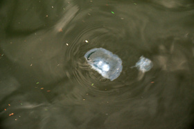 2007_p6308396