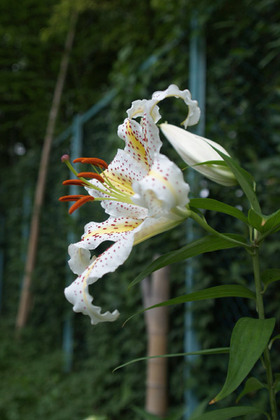 2007_p6308356