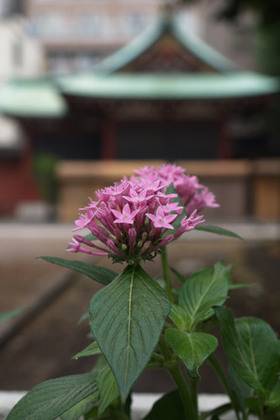 2007_p7129105