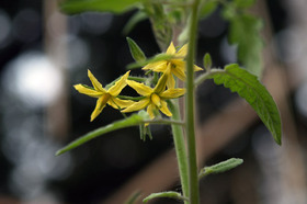 2007_p7129120