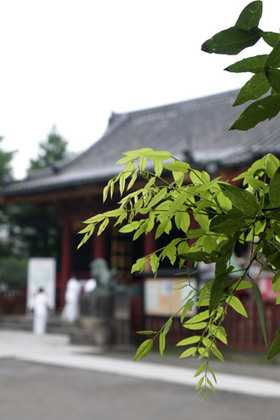 2007_p7129125