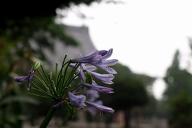 2007_p7129129