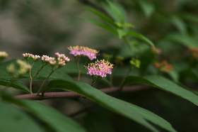 2007_p7129133