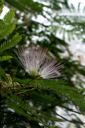 2007_p7129145