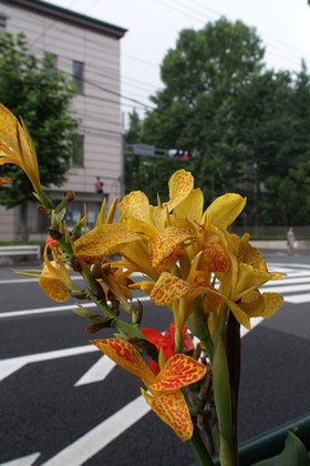 2007_p7129149