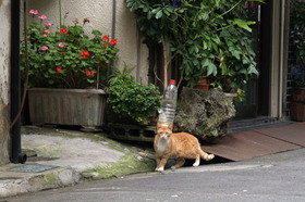 2007_p7199325