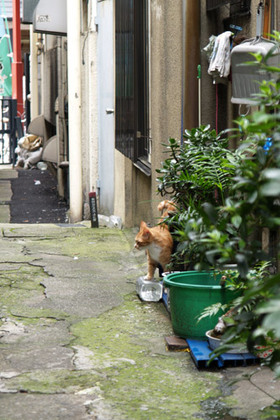 2007_p7199335