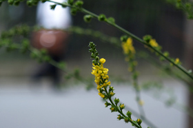 2007_p7199445
