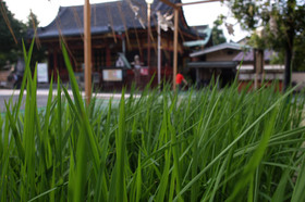 2007_p8010030