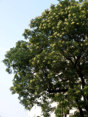 2007_p8040135