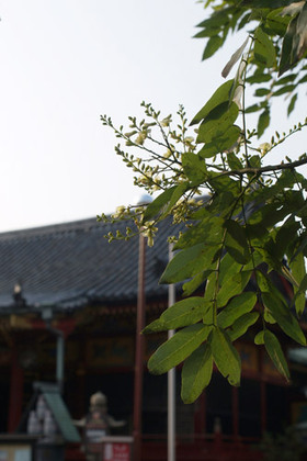 2007_p8040138