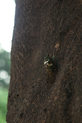 2007_p8040159
