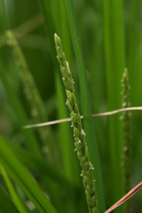 2007_p8180701