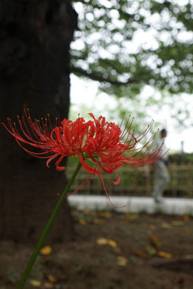 2007_p9022347