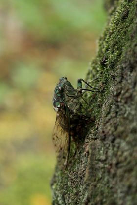 2007_p9022329