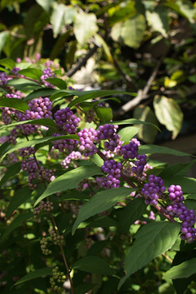 2007_pa040728