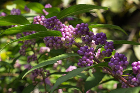 2007_pa040729
