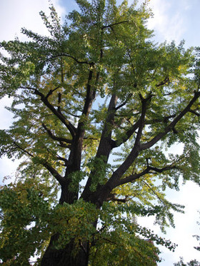 2007_pa202788