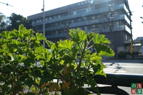 2007_pc278324_2