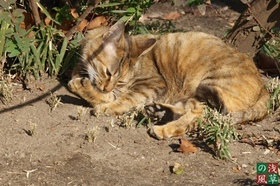 2007_pc278517