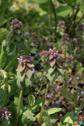 2008_p4039265