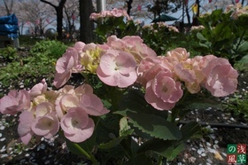 2008_p4039267
