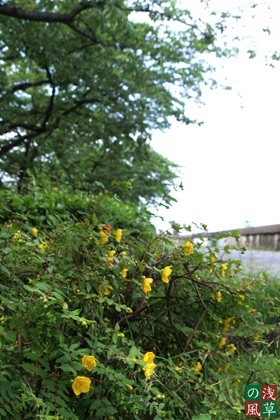 2008_p6047460