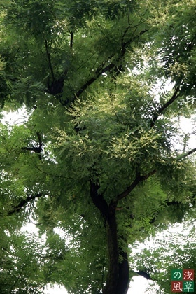 2008_p8050352