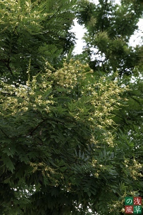 2008_p8050355