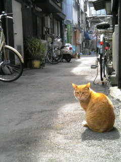 浅草 食通街あたりの猫