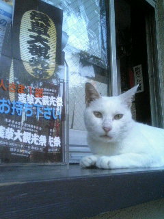 浅草寺裏の銭塚地蔵尊の猫さん