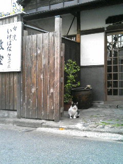 浅草 弁天山前に猫さん発見