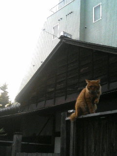 浅草 弁天山近くの猫さん